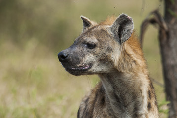 Fototapeta premium Hyena South Africa