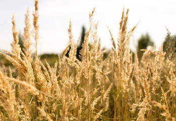 ears of grass on autumn in nature