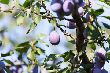 blue plum on tree branches in nature
