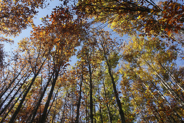 Fototapeta premium Bosque de castaños1