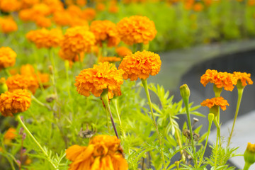 Marigolds in the flowerbed closeup
