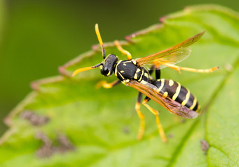 wasp on a green leaf in nature