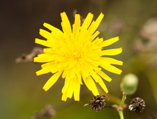 yellow dandelion in a park in the nature
