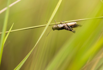 Grasshopper in green grass on nature