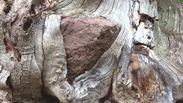 Baumwurzel w&auml;chst um Stein herum, Knorriger Eichenbaum im Spessart