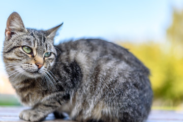 gray cat lies on a bench