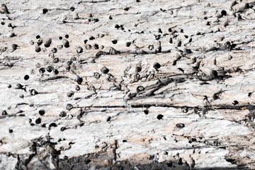 Detail wood with termites