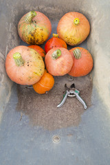 Harvested pumpkins and garden shears in a wheelbarrow