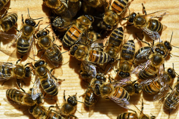 Groups of bees swarming in a hive.