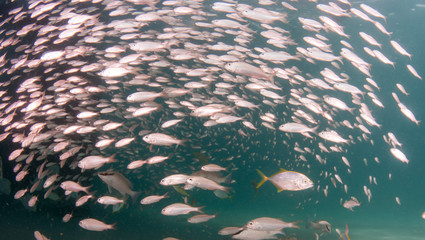 A school of Tomtate Grunts under a pier