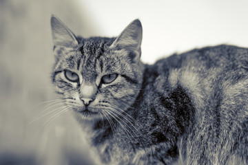 gray cat lies on a bench