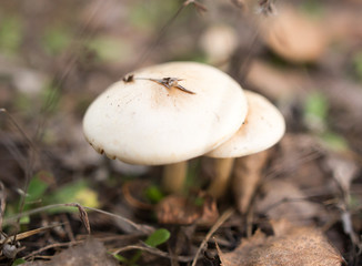 inedible mushroom in the woods in nature