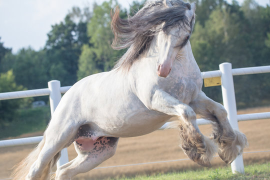 Gypsy Cob