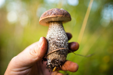 fresh edible mushroom in hand in the forest