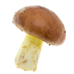 fresh edible mushroom on a white background