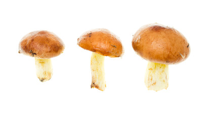 fresh edible mushroom on a white background