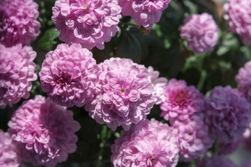 Obraz premium Blumen in pink