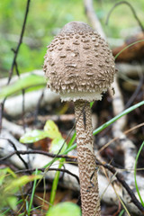 parasol mushroom in forest closeup