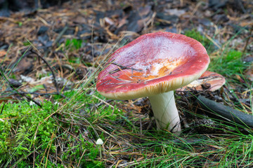 russula emetica red mushroom