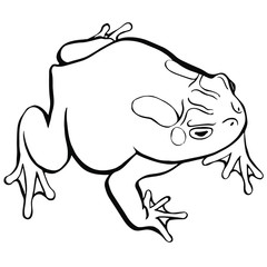 Fototapeta premium Garden Toad 01