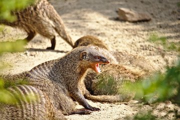 Banded mongoose baring its fangs