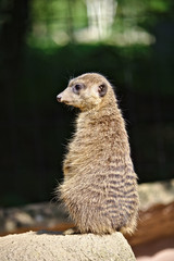 Meerkat standing guard over its colony