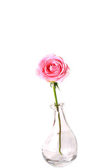Pink rose in glass vase isolated on white background