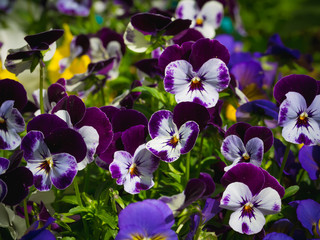 Flowers are viola in the garden. Summer background. Spring. Flowering spring flowers