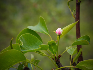Blossoming pear tree. Summer background. Spring. Flowering branch