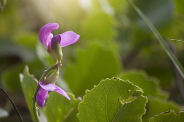 Goat's Foot Creeper Purple flowers on sand beach.