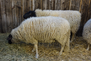 Sheep in a live nativity scene