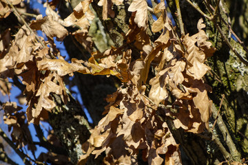 Oak Tree in winter