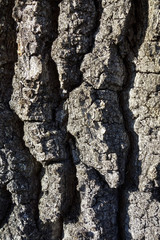 Bark on Oak Tree