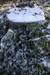 Cold winter day in the forest, close-up, Bavaria, Germany, Europe