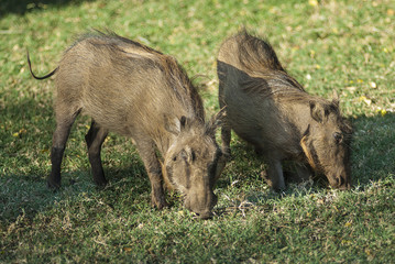 Wharthog South, Africa