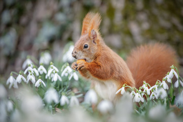 Spring squirrel in snow drops