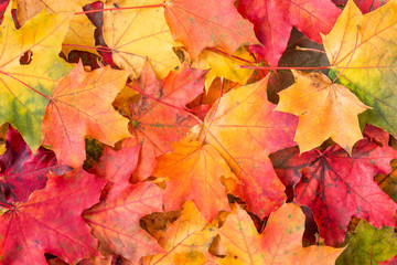 Naklejka na ściany i meble Background of colored maple leaves