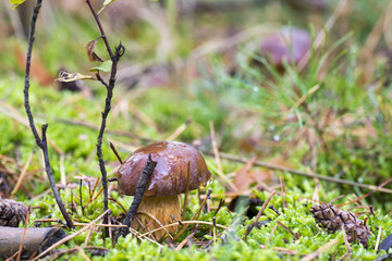 Close-up photo of a mushroom with drops of dew on moss and between a needle in a forest in an day with a blurred background