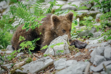Obraz na płótnie Canvas Young brown bear in Slovenia