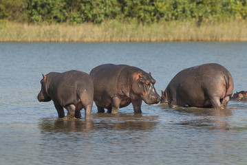 HIPPOPOTAMUS AMPHIBIUS, South Africa