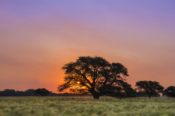 Pampas Landscape