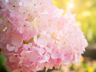 Abstract pink hydrangea flower for background