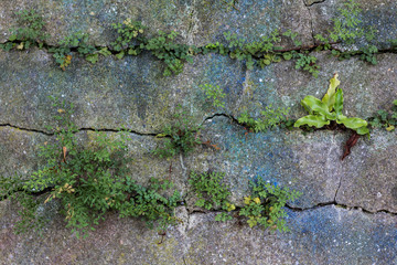Mauer mit Rissen
