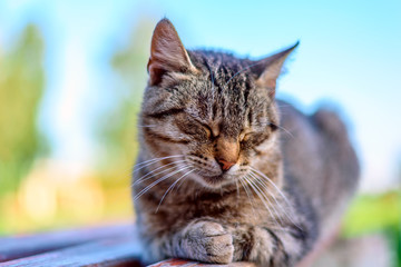 gray cat lies on a bench