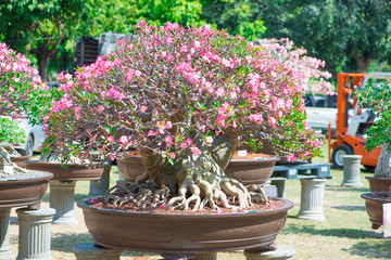 Adenium tree or desert rose in flower pot