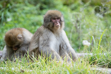 Jigokudani Monkey Park , monkeys bathing in a natural hot spring at Nagano , Japan