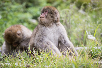 Naklejka na ściany i meble Jigokudani Monkey Park , monkeys bathing in a natural hot spring at Nagano , Japan