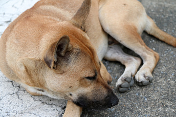 Brown color of stray dog laying down on the street. It is a dog that lives on the streets or temple and does not have an owner.
