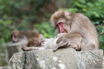 Jigokudani Monkey Park , monkeys bathing in a natural hot spring at Nagano , Japan