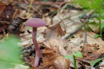 Mushroom in forest